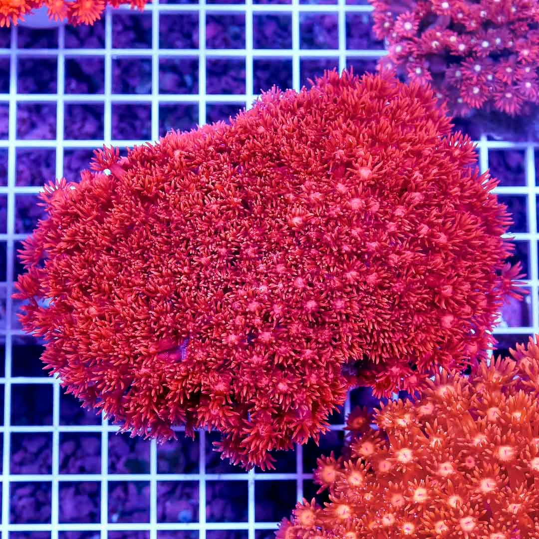 Aussie Red Metallic Goniopora Mother Colony ARMGMC082502 WYSIWYG