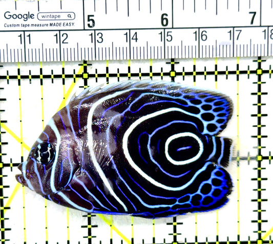 Emperor Angelfish Juvenile EAJ050401 WYSIWYG Size: M 3" approx