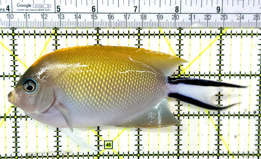 Swallowtail Angelfish Female (Reefsafe) SAF050502 WYSIWYG Size: XXL 6" approx