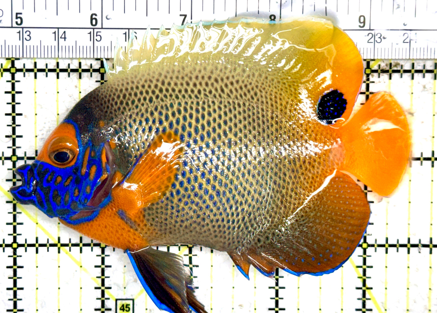Blueface Angelfish Adult (Sumatra Vibrant Colors) BAA060402 WYSIWYG Size: L 4.5" approx