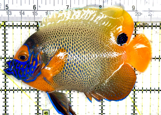 Blueface Angelfish Adult (Sumatra Vibrant Colors) BAA060402 WYSIWYG Size: L 4.5" approx