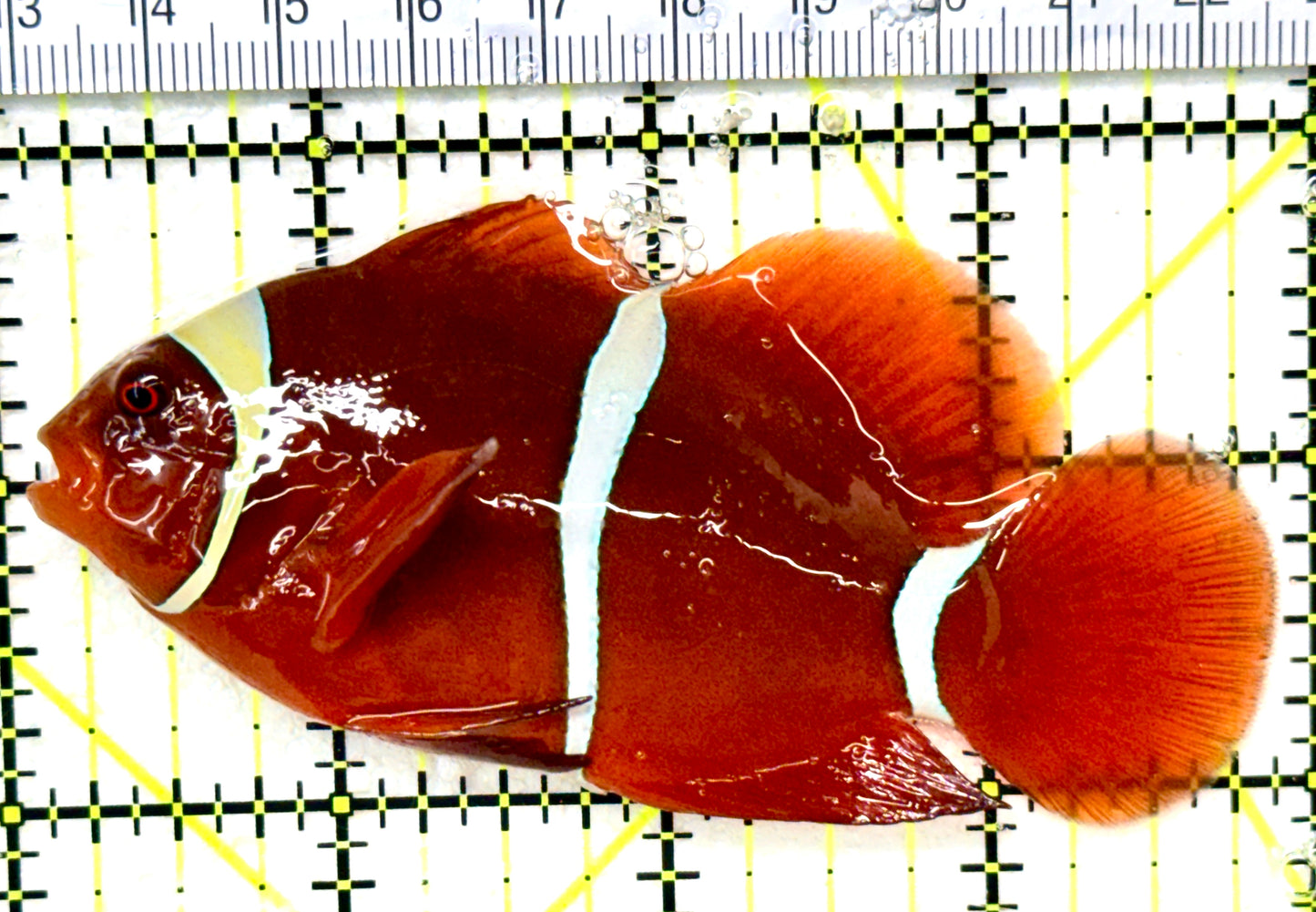 White Stripe Maroon Clownfish WSMC050402 WYSIWYG Size: L 3.75" approx