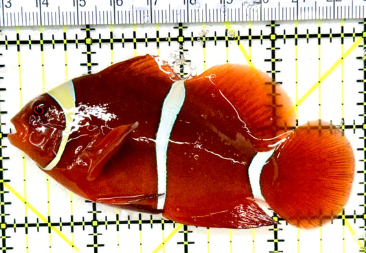 White Stripe Maroon Clownfish WSMC050402 WYSIWYG Size: L 3.75" approx