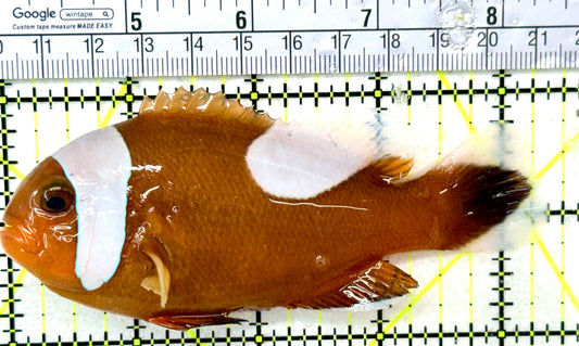 Red Saddleback Clownfish RSC050501 WYSIWYG Size: SHOW 4.5" approx