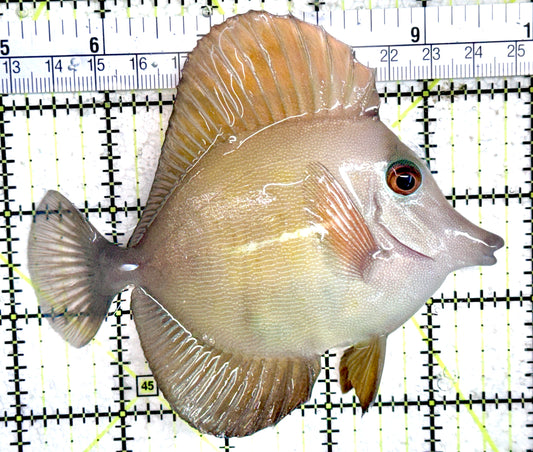 Rare Hybrid Yellow (Hawaiian Yellow Tang x Scopas Tang) Scopas Tang RHYST061501 WYSIWYG Size: XXXL 4.5" approx