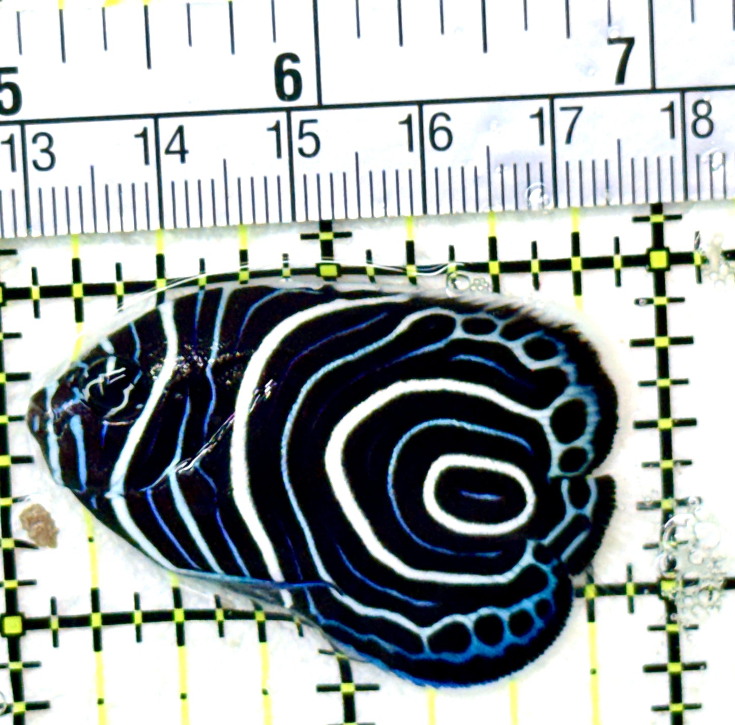 Emperor Angelfish Juvenile EAJ050402 WYSIWYG Size: M 2" approx