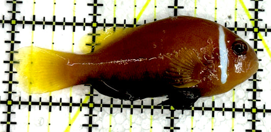 Maldives Skunk Clownfish MSC062501 WYSIWYG Size: L 3" approx