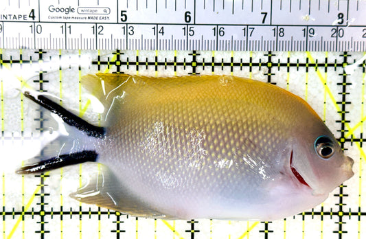 Swallowtail Angelfish Female (Reefsafe) SAF050503 WYSIWYG Size: XL 4.25" approx