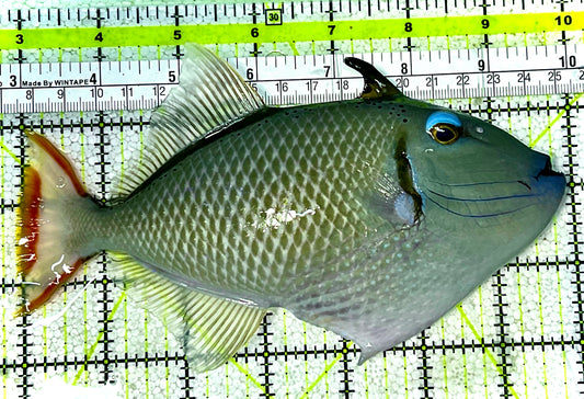Crosshatch Triggerfish CHT022801 WYSIWYG Size: L 7" (Hawaii)