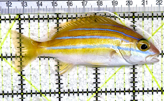 Blueline Snapper BS061402 WYSIWYG Size: ML 4" approx