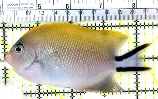 Swallowtail Angelfish Female (Reefsafe) SAF050504 WYSIWYG Size: XL 4.5" approx
