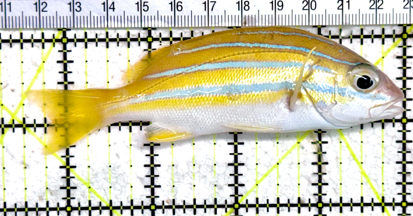 Blueline Snapper BS061403 WYSIWYG Size: L 4.5" approx