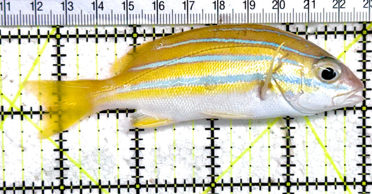 Blueline Snapper BS061403 WYSIWYG Size: L 4.5" approx