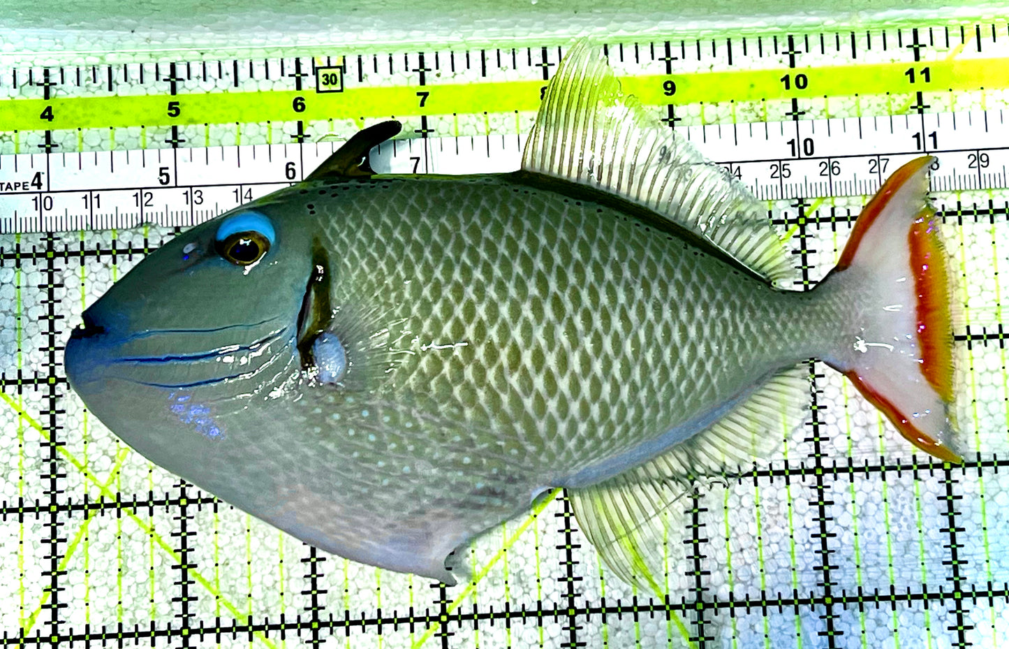Crosshatch Triggerfish CHT022801 WYSIWYG Size: L 7" (Hawaii)
