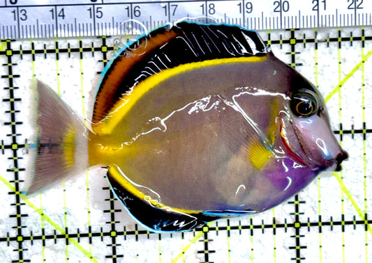 Powder Brown Tang PBT061402 WYSIWYG Size: L 3.5" approx