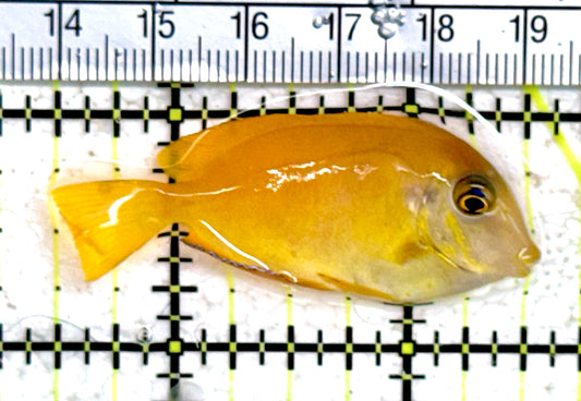Orange Shoulder Tang Juvenile  OSTJ061401 WYSIWYG Size: Tiny 2" approx