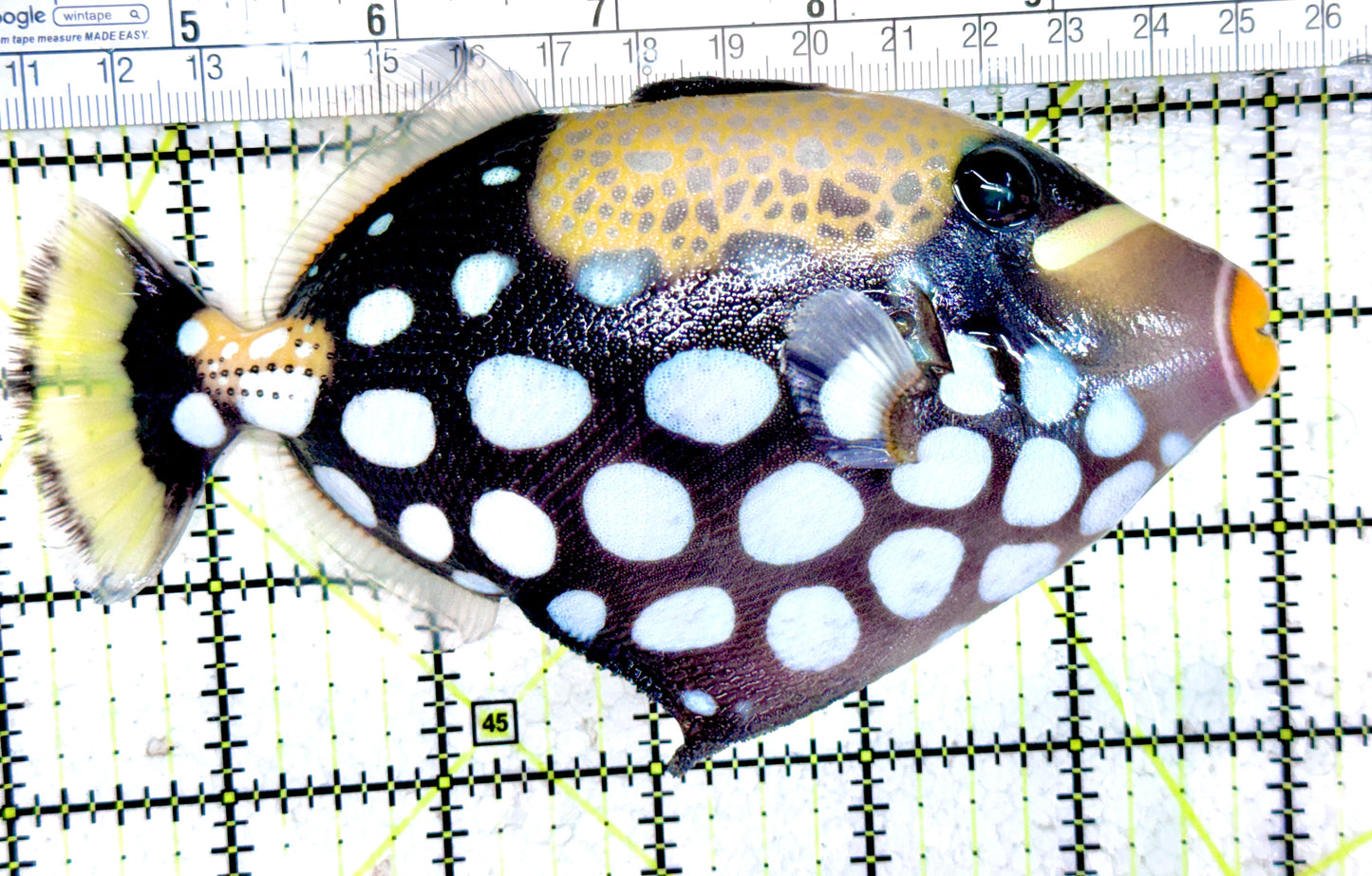 Clown Triggerfish CT061401 WYSIWYG Size: L  6" approx