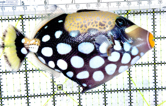 Clown Triggerfish CT061401 WYSIWYG Size: L  6" approx