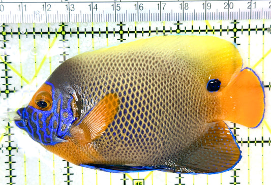 Blueface Angelfish Adult (Sumatra Vibrant Colors) BAA050402 WYSIWYG Size: L 4.5" approx