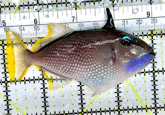 Male Blue Throat Triggerfish (Reefsafe) FBTT061401 WYSIWYG Size: L 4" approx