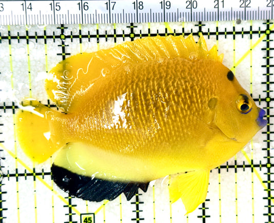 Flagfin Angelfish FA050401 WYSIWYG Size: M 3.75" approx