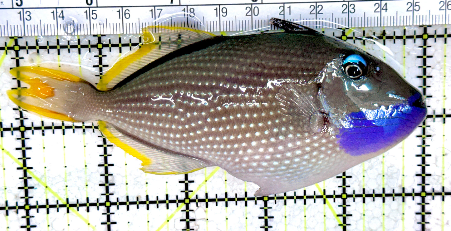 Male Blue Throat Triggerfish (Reefsafe) FBTT061402 WYSIWYG Size: L 5" approx