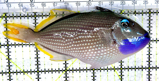 Male Blue Throat Triggerfish (Reefsafe) FBTT061402 WYSIWYG Size: L 5" approx
