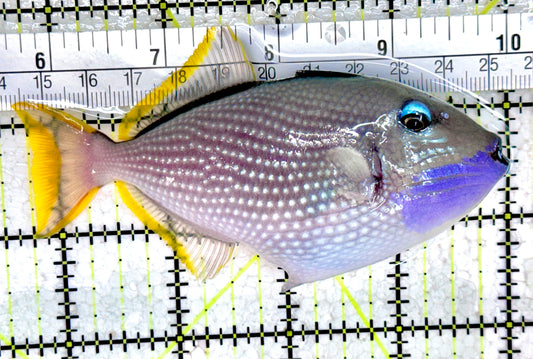 Male Blue Throat Triggerfish (Reefsafe) FBTT061403 WYSIWYG Size: L 4.25" approx