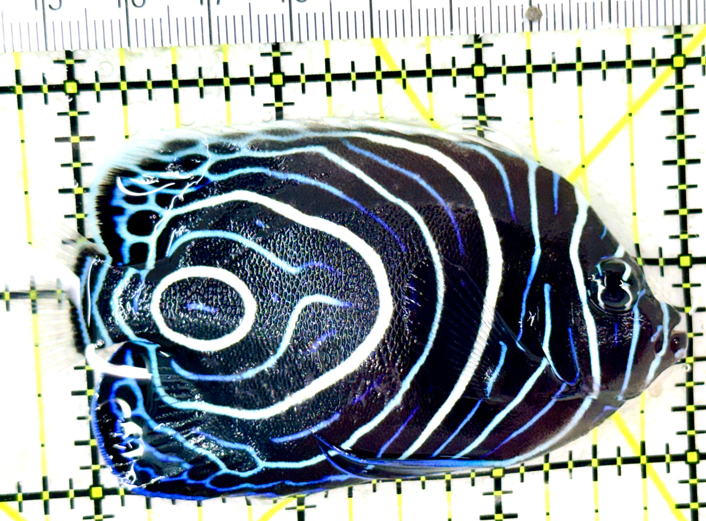 Emperor Angelfish Juvenile EAJ050403 WYSIWYG Size: L 3.25" approx