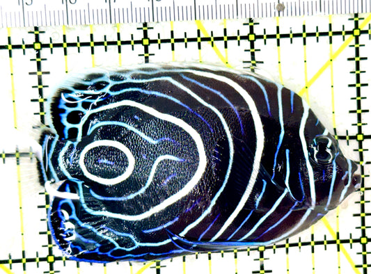 Emperor Angelfish Juvenile EAJ050403 WYSIWYG Size: L 3.25" approx