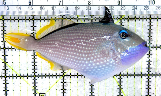 Male Blue Throat Triggerfish (Reefsafe) FBTT061404 WYSIWYG Size: L 5" approx