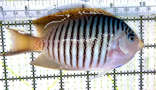 Swallowtail Angelfish Male (Reefsafe) SAM061401 WYSIWYG Size: L 5" approx