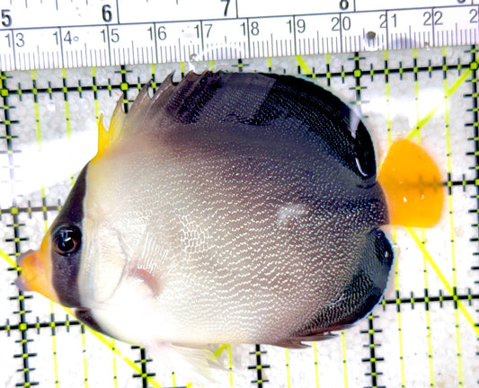 Singapore Angelfish SA050301 WYSIWYG Size: M 3.75"