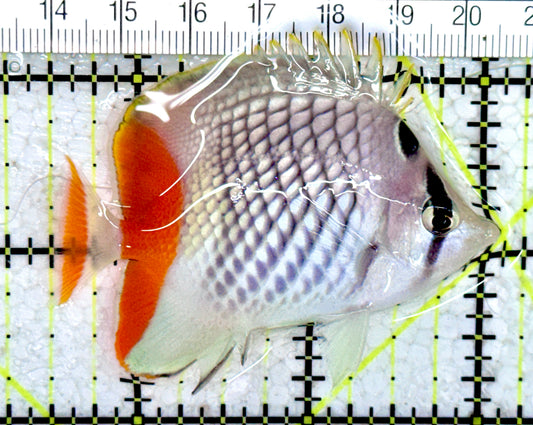 Pearlscale Butterflyfish PB061401 WYSIWYG Size S: 2.5" approx