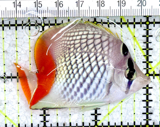 Pearlscale Butterflyfish PB061402 WYSIWYG Size S: 2.5" approx