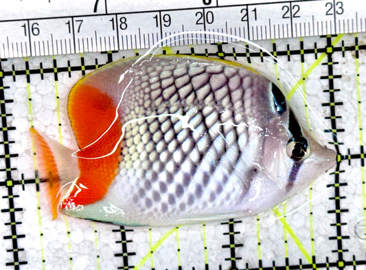 Pearlscale Butterflyfish PB061403 WYSIWYG Size S: 3" approx