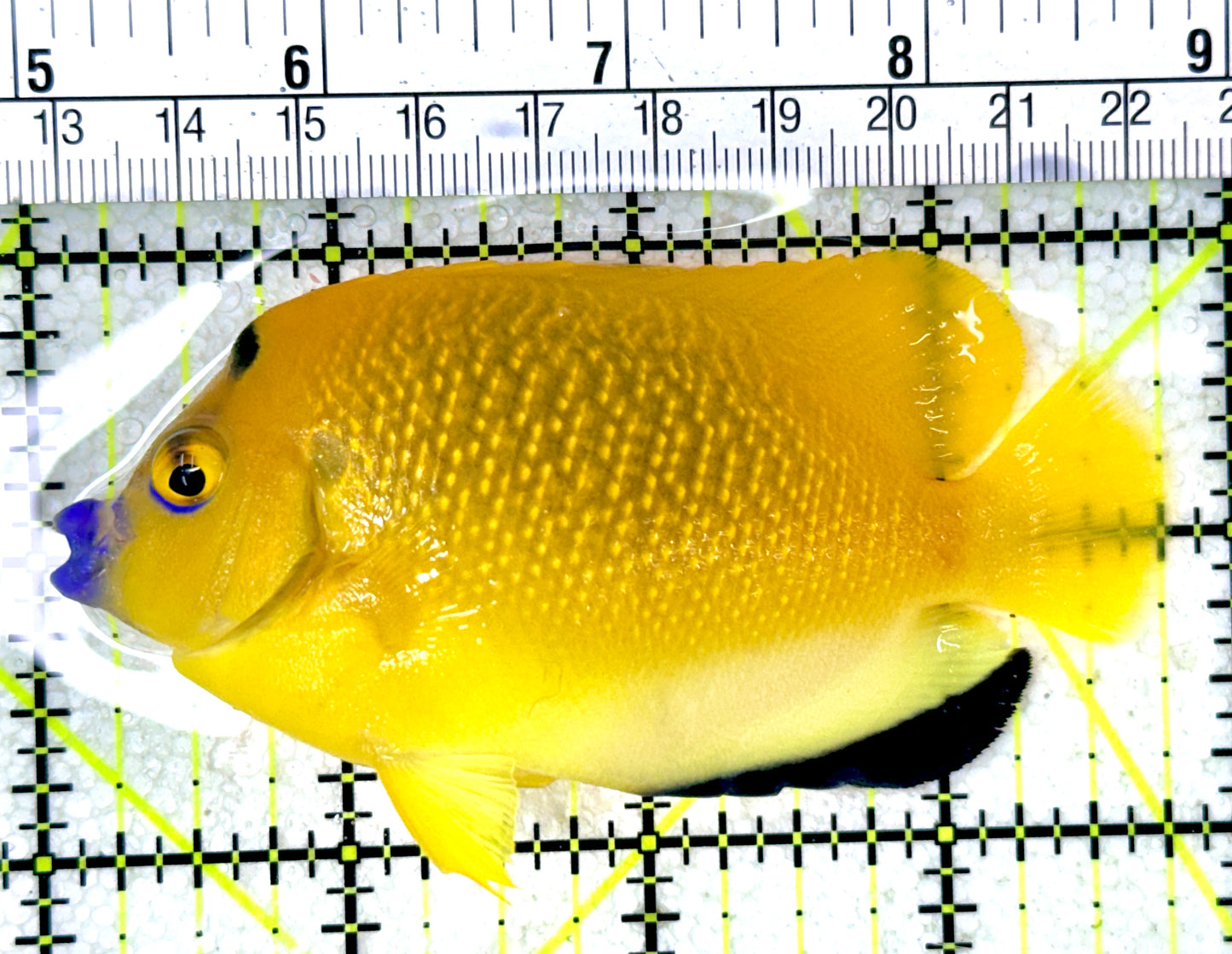 Flagfin Angelfish FA050301 WYSIWYG Size: M 3.75"