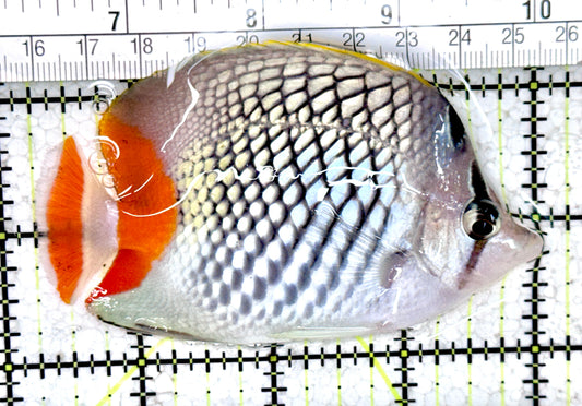 Pearlscale Butterflyfish PB061404 WYSIWYG Size : M 3.75" approx