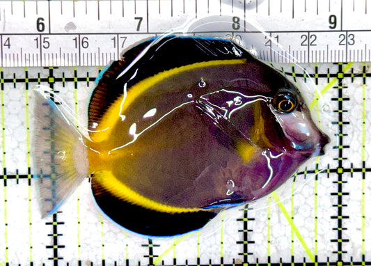 Powder Brown Tang PBT061403 WYSIWYG Size: L 3.25" approx