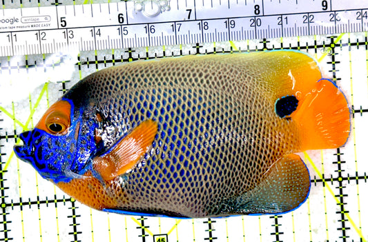 Blueface Angelfish Adult (Sumatra Vibrant Colors) BAA050302 WYSIWYG Size: L 5"