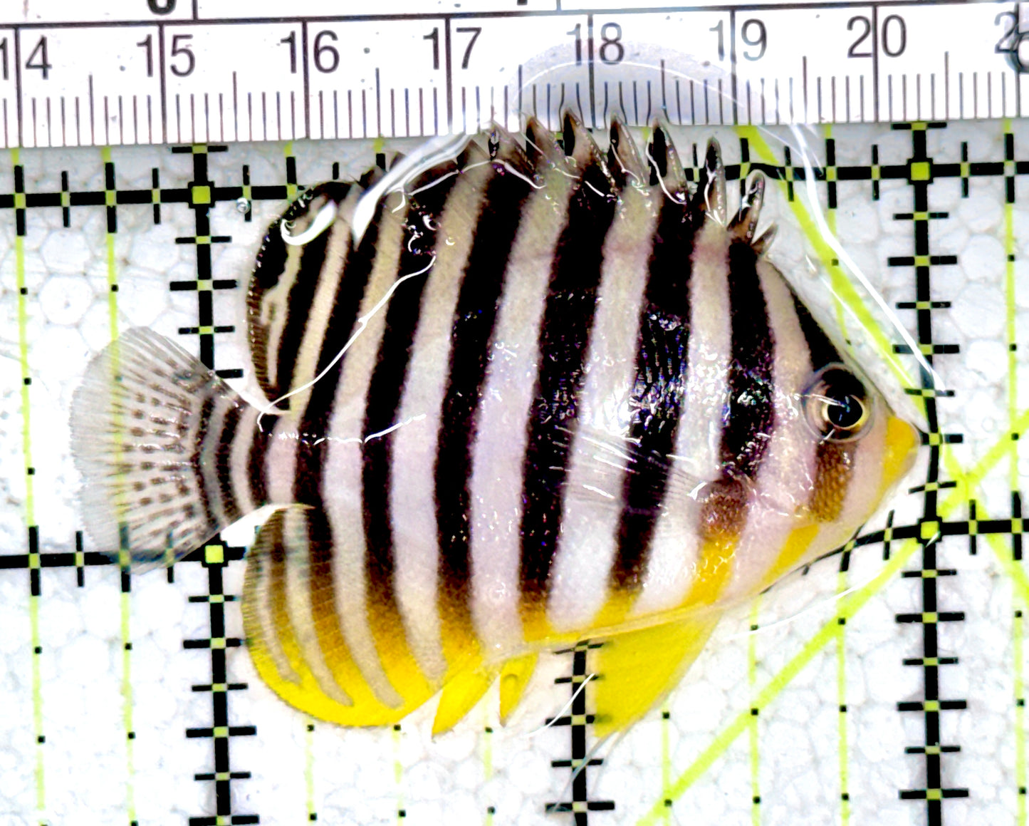 Multibar Angelfish MA061401 WYSIWYG Size: L 2.5" approx