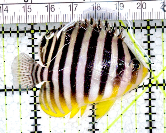 Multibar Angelfish MA061401 WYSIWYG Size: L 2.5" approx