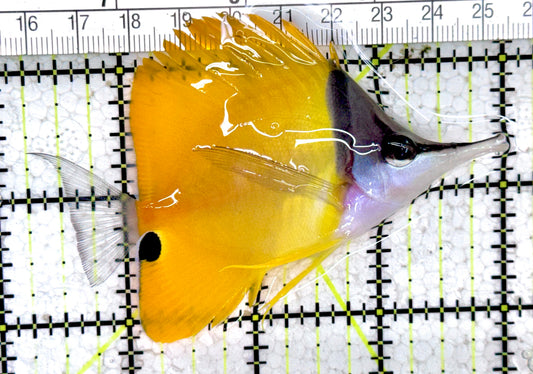 Yellow Longnose Butterflyfish YLB061401 WYSIWYG Size: L 3.75" approx