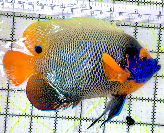 Blueface Angelfish Adult (Sumatra Vibrant Colors) BAA050301 WYSIWYG Size: XXL/Show 6.5"