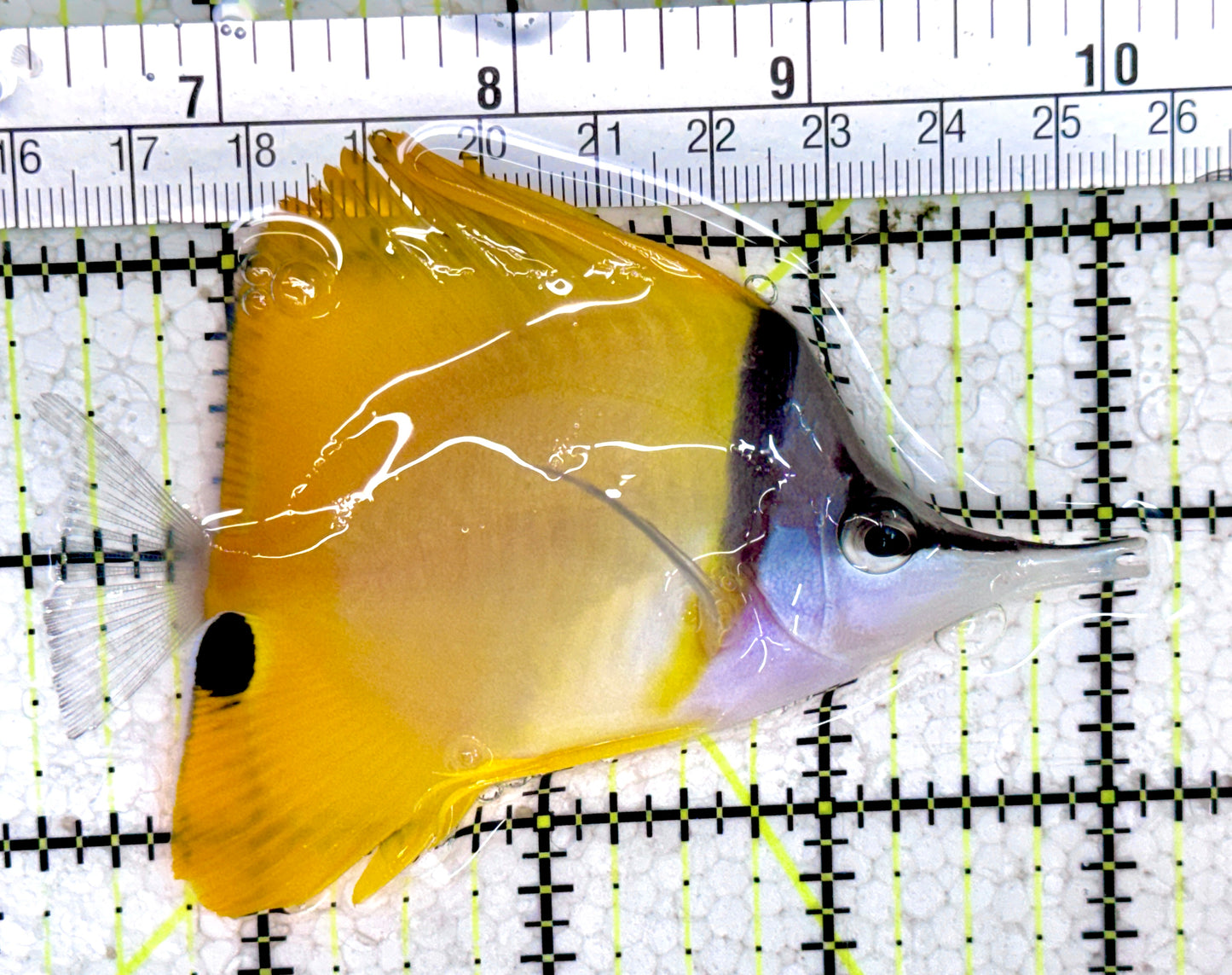 Yellow Longnose Butterflyfish YLB061401 WYSIWYG Size: L 3.75"