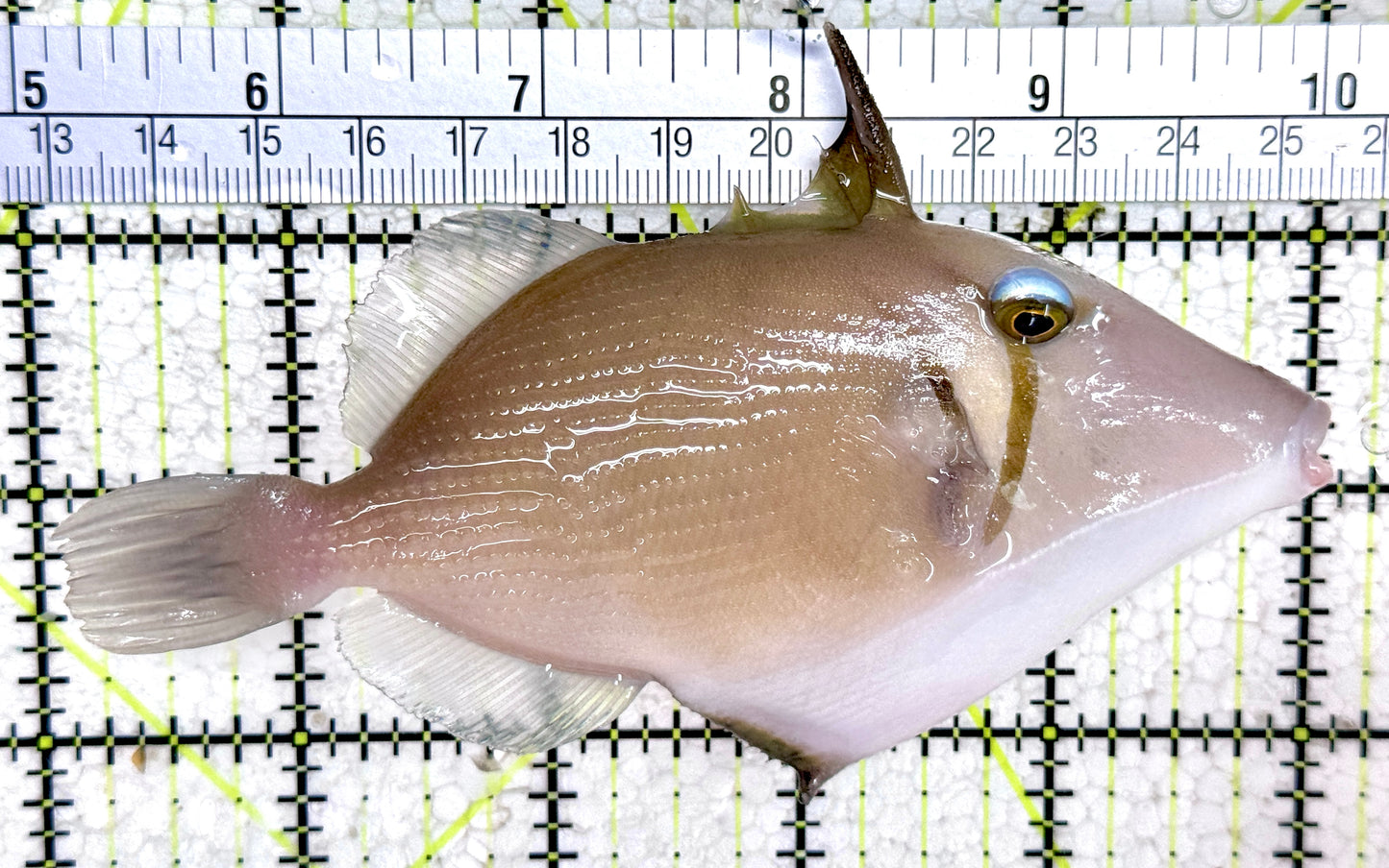 Lei Boomerang Triggerfish LBT061401 WYSIWYG Size: L 5"