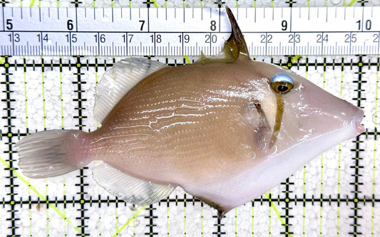 Lei Boomerang Triggerfish LBT061401 WYSIWYG Size: L 5"