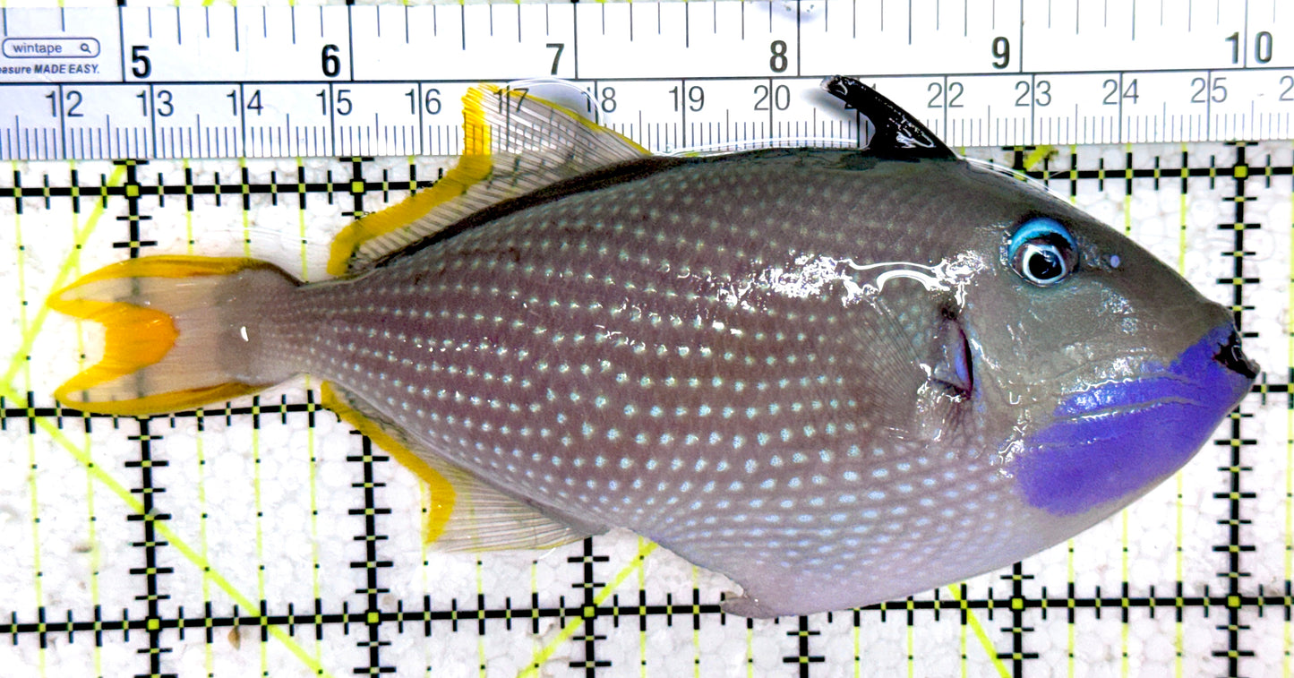 Male Blue Throat Triggerfish (Reefsafe) MBTT061401 WYSIWYG Size: XL 5.5"