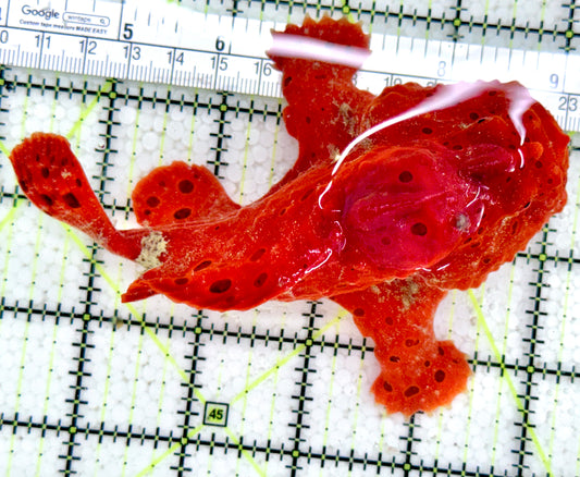 Red Warty Angler RWA061402 WYSIWYG Size: XL 5"