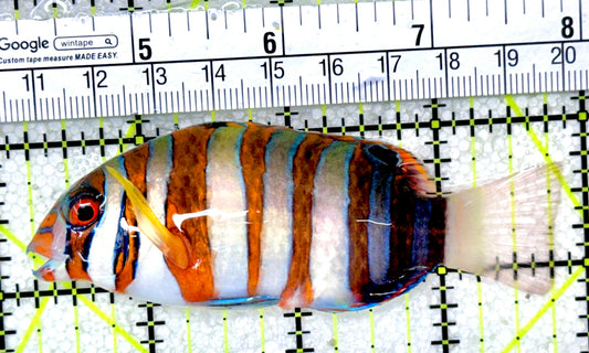 Harlequin Tuskfish HT050303 WYSIWYG Size: M 3.75"